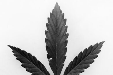 A black and white close-up photo of a marijuana leaf held between someone’s thumb and pointer finger.]