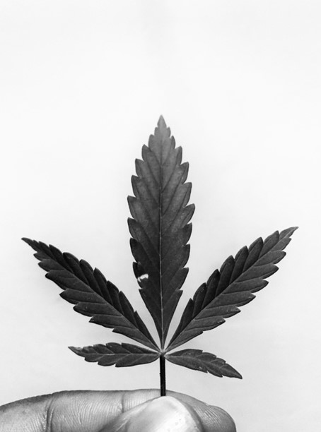 A black and white close-up photo of a marijuana leaf held between someone’s thumb and pointer finger.]