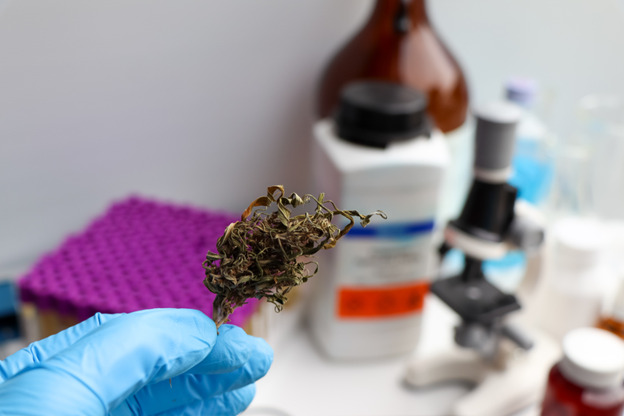 The image shows a gloved hand holding a dried cannabis plant in a laboratory setting. In the background, there are various lab equipment and supplies, including a microscope, reagent bottles, and containers, some of which have labels and warning symbols